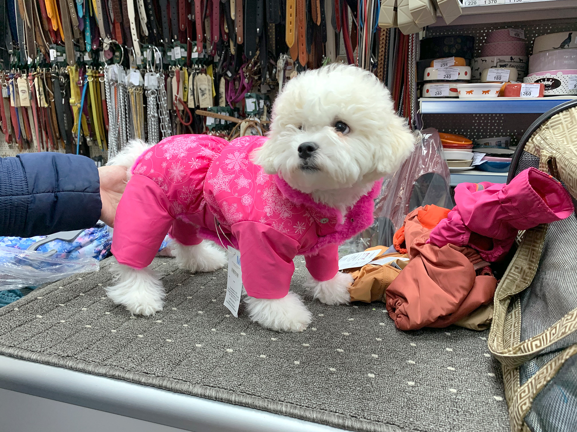 Pet Fashion (Пет Фешн) The Mood Pretty - Костюм для девочек купить Одежда собакам | Zoolandia